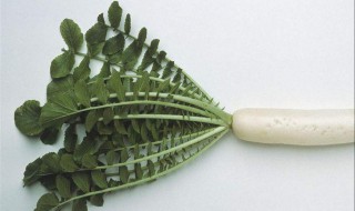 萝卜叶发黄怎么办 快来学习一下吧