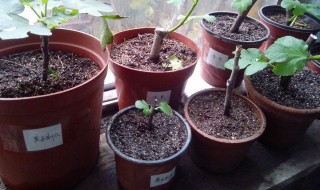 9月扦插无花果能活吗 无花果怎么扦插好活