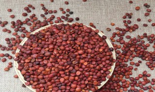 酸枣仁的配方 治疗失眠的5个偏方