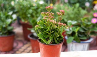 长寿花几月份摘心 原来还有这些说法