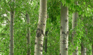 大杨树最怕什么药 哪些农药不能用在杨树上