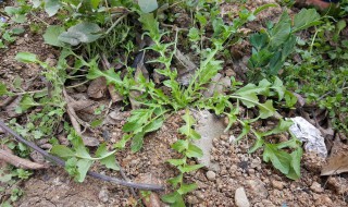 降血压的野菜大全 介绍五种天然降压药