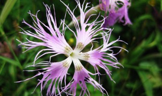 瞿麦的作用以及功效 用药前必看