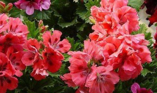 废油怎么浇花 快点收藏起来吧