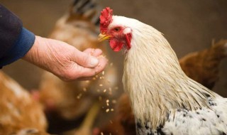 鸡肉有哪些营养价值 鸡肉的营养价值有哪些