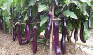 茄子营养价值及功效 茄子营养价值及功效有哪些