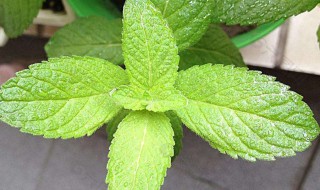 薄荷叶怎么保存 需要放到冰箱吗