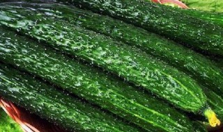 黄瓜怎么保存不老 保存黄瓜不老的方法