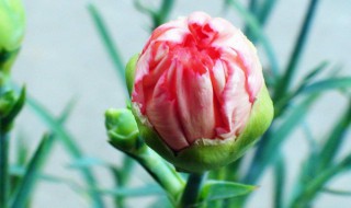 康乃馨怎么保存下来 能保存多久