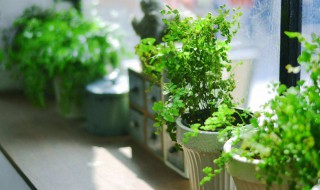 房间适合放什么植物 适合放房间的植物有哪些