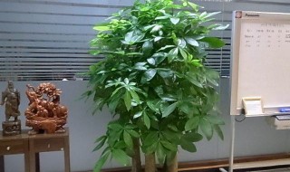 最适合家里放的绿植 最适合家里放的绿植介绍