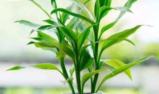 家里客厅适合养什么植物 这些植物都比较常见