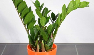 镇宅招财旺人的植物 有很多植物都可以镇宅招财旺人