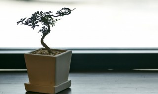 家庭适合种哪些植物 家庭适合种的植物推荐