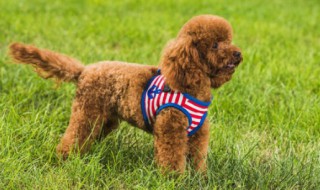 选泰迪该怎么选择 选泰迪需要看的地方