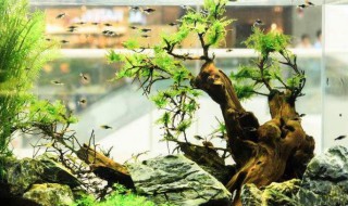 鱼缸怎么换水 鱼缸换水方法