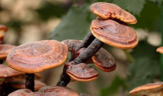 灵芝片泡水喝的方法 灵芝片泡水的方法简述