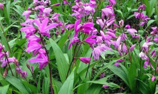 白芨怎么种植 种植白芨的步骤