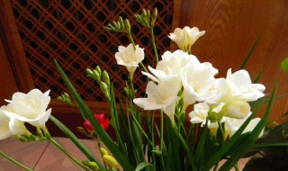 香雪兰什么时候种植 香雪兰内容介绍