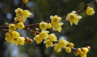 腊梅树怎么种植 腊梅树如何种植