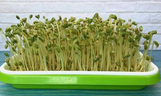 豆芽怎么种植 大概几天能发芽呢