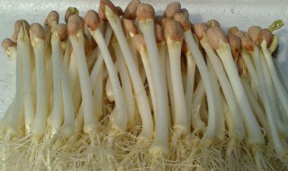 花生芽苗菜的种植方法 花生芽苗菜怎么种植