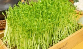 豆苗菜的种植方法 豆苗菜怎么种植