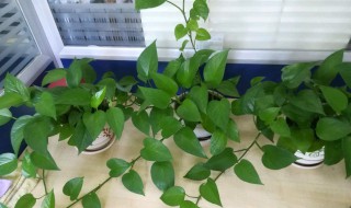 绿萝快速爆盆最好方法 需要多见阳光吗