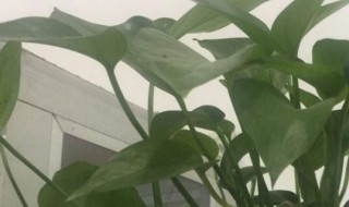 淘米水浇绿萝的正确方法 可以长期使用吗