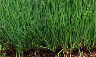 葱地灭草方法 怎样清除大葱地里的草