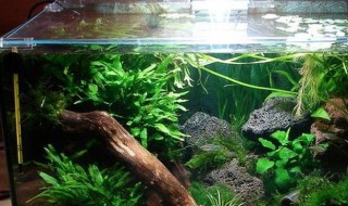 鱼缸控水方法 鱼缸控水方法是什么