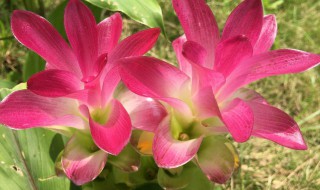 莪术养殖方法 莪术怎么养殖