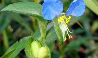 竹叶菜食用方法 竹叶菜怎么吃