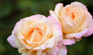 月季插植方法 盆土需要配置吗