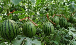 如何挑西瓜 挑西瓜方法