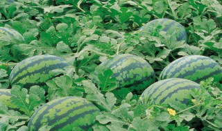 如何选西瓜 选西瓜的方法