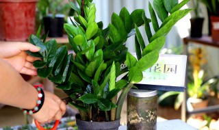 家门口放什么植物招财 放家门口招财的植物有哪些