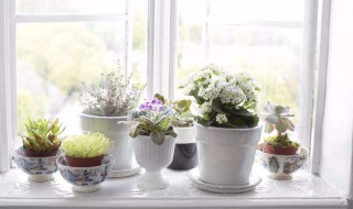 家里比较好养的植物有哪些 家里适合养什么植物