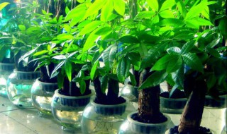 家中摆放什么植物好 摆对植物助长家中运势