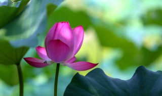 出淤泥而不染是什么花 出淤泥而不染的介绍