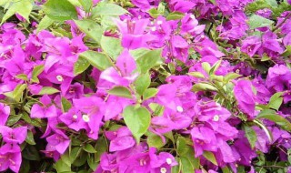 家里可以种三角梅吗 有什么好处吗