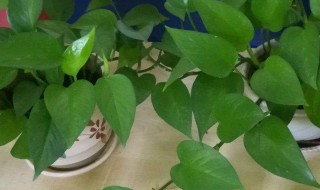 怎么养绿萝才茂盛施肥 养绿箩的方法