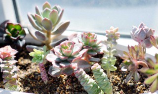 刚买的多肉植物怎么种 多肉植物介绍