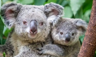 考拉是哪个国家的国宝 关于考拉的介绍