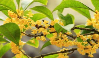 桂花树叶子尖干枯怎么办 桂花树叶子尖干枯的处理方法