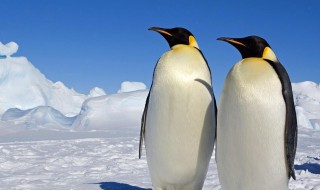 企鹅们行走时为什么经常排成一列纵队 企鹅们行走时经常排成一列纵队的原因