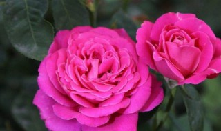 茶花叶子干枯怎么办 茶花叶子干枯的处理方法