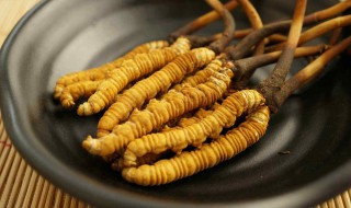 新鲜虫草怎么吃 鲜虫草有哪些吃法