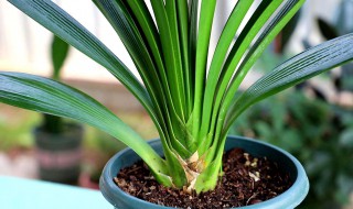 君子兰中间烂了怎么办 君子兰中间栏了怎么处理