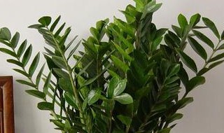 家后门种哪些植物 哪些植物适合种在家的后门